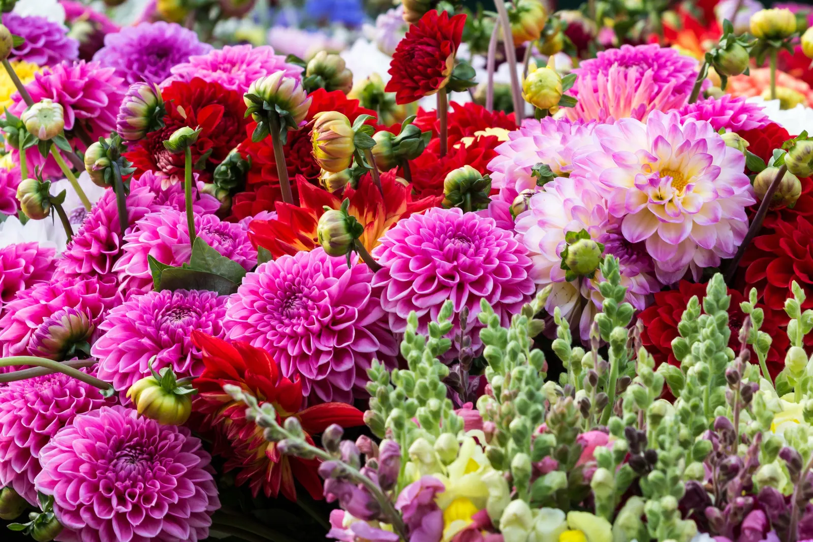 Sea Dahlia (Dahlia Maritima) — requiring minimal supplemental irrigation once established - ideal for water-efficient gardens