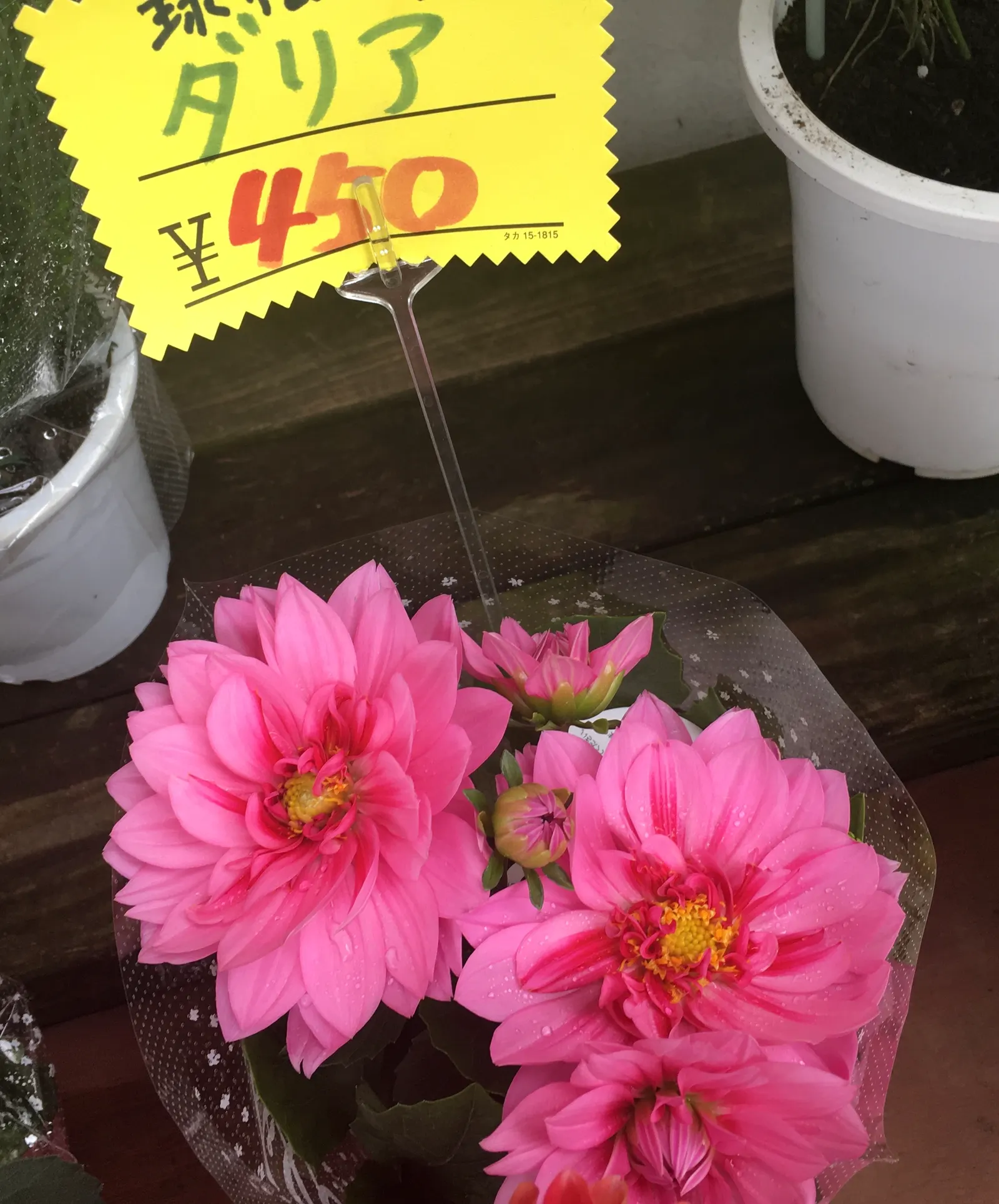 Sea Dahlia (Dahlia Maritima) — it offers low maintenance charm and attracts butterflies