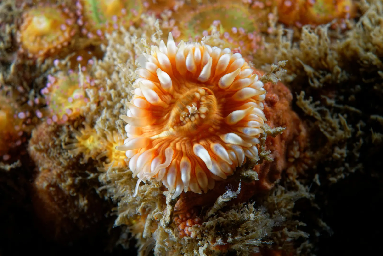 Sea Dahlia (Dahlia Maritima) — Flowering occurs from late spring to early fall, providing a prolonged display of seaside splendor