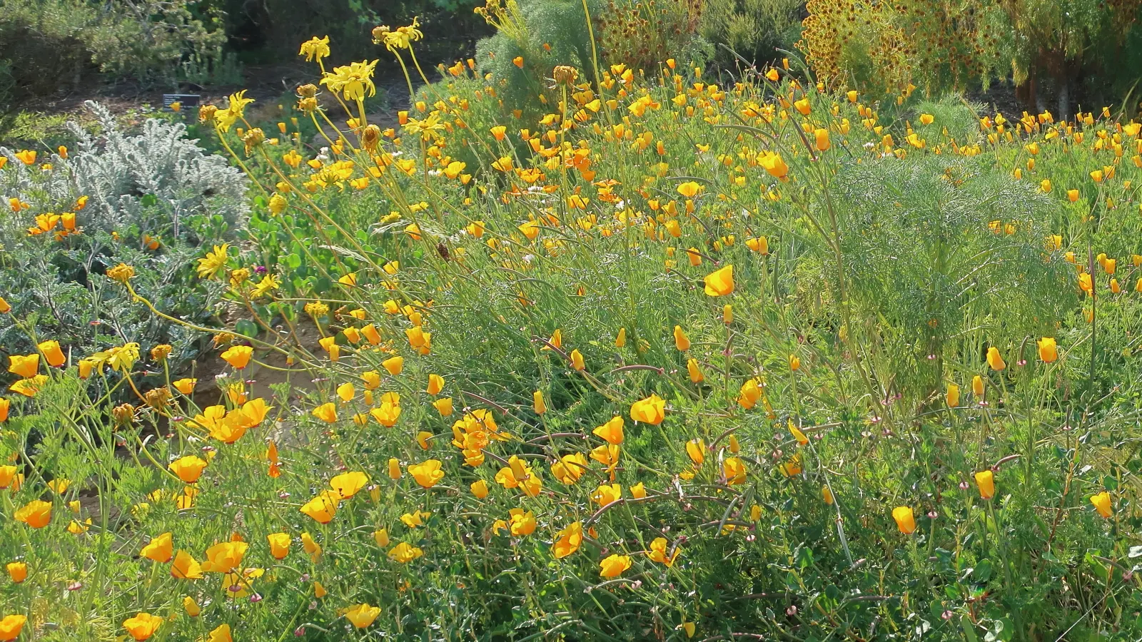 Sea Dahlia (Dahlia Maritima) — making it a sterling choice for xeriscaping and seaside gardens