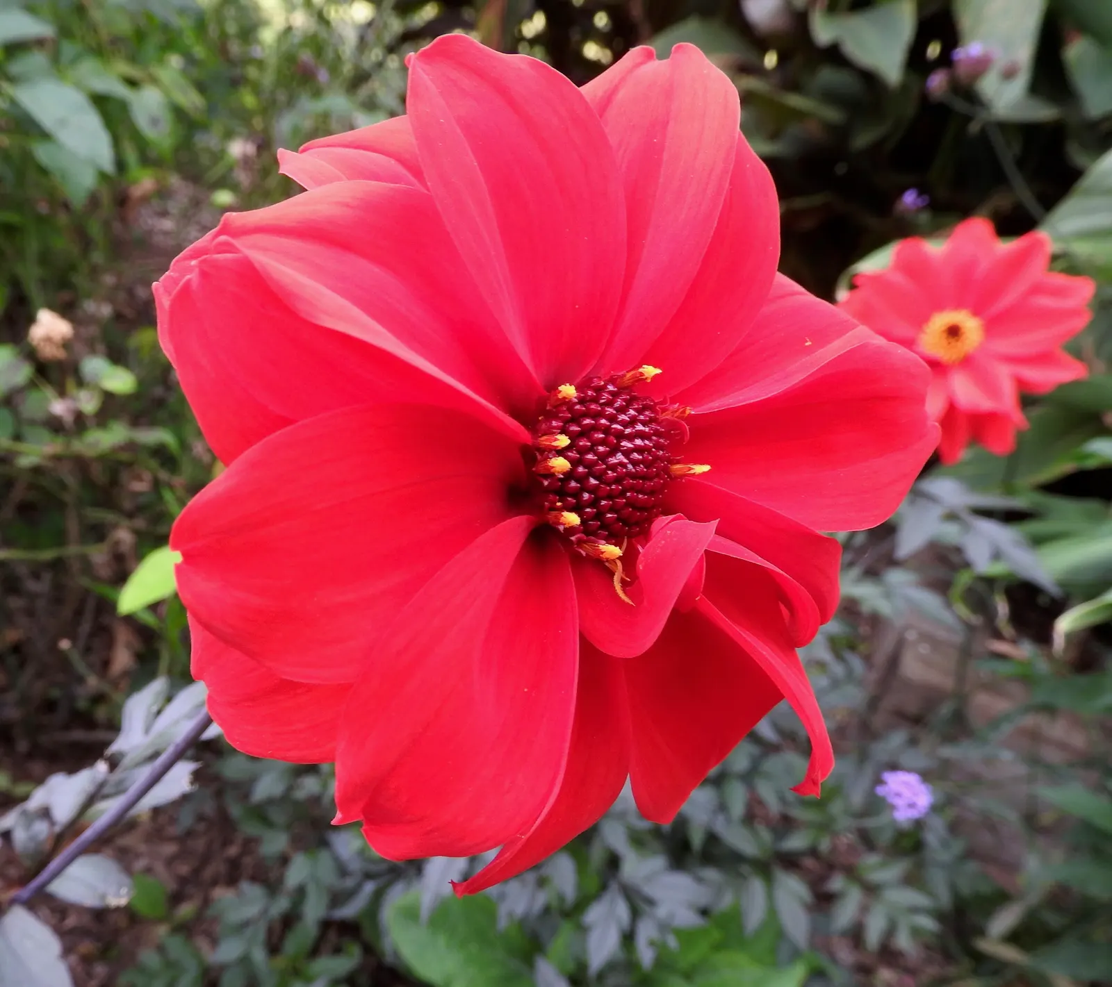 Sea Dahlia (Dahlia Maritima) — sandy soils typical of its native habitat but remains highly tolerant of drought conditions