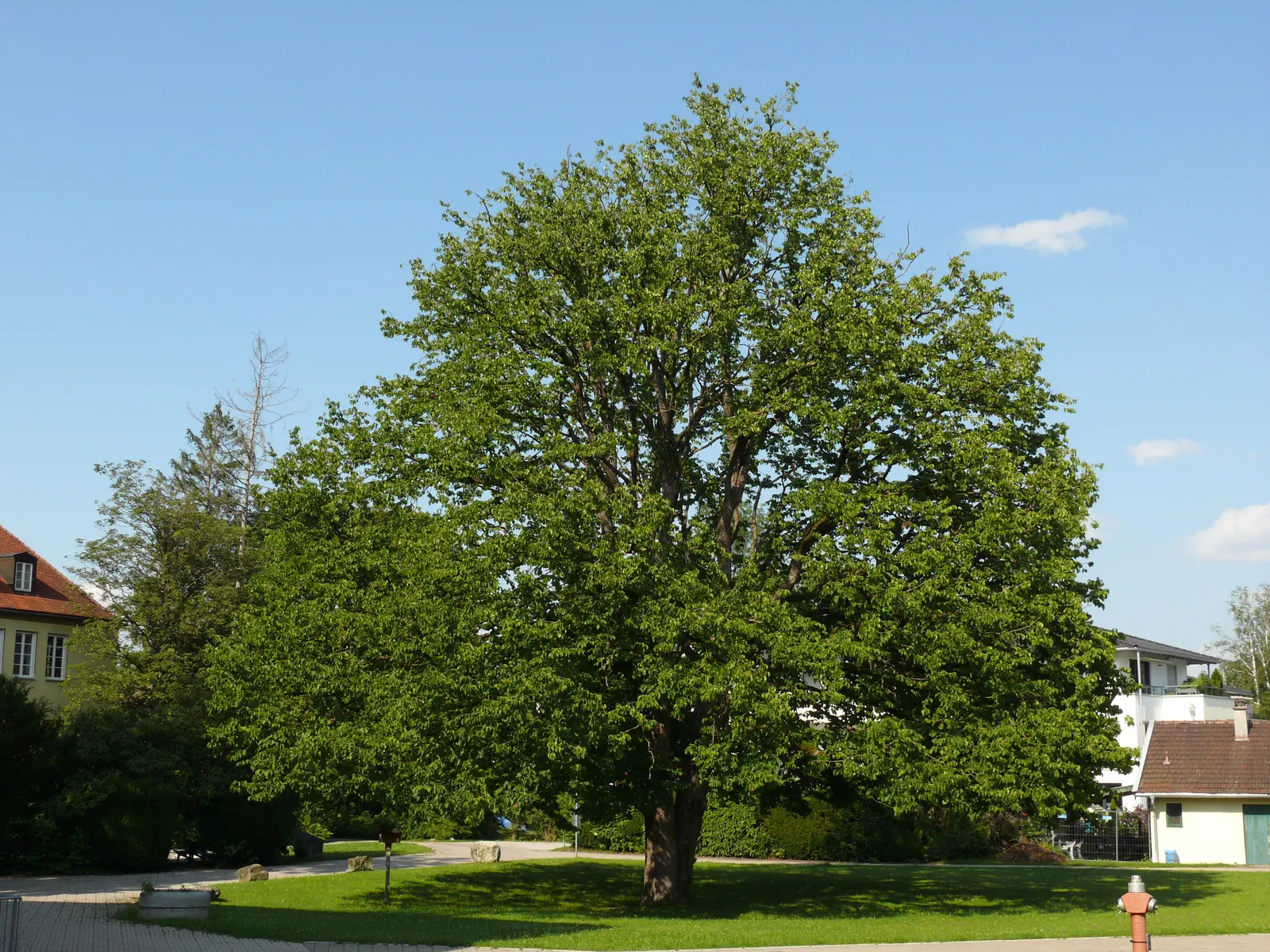 Turkish Filbert (Corylus Colurna) — the Turkish Filbert is tolerant of urban pollution and a variety of soil types
