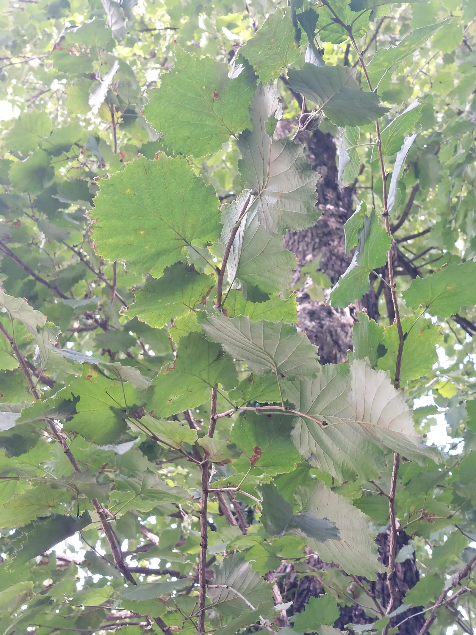 Turkish Filbert (Corylus Colurna) — It requires full sun to partial shade exposure, allowing for flexible placement within the landscape design; is a stately