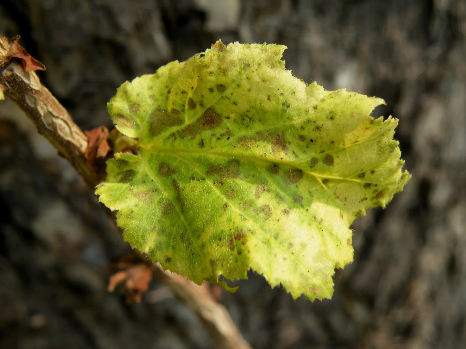 Turkish Filbert (Corylus Colurna) — though it prefers well-drained; is a deciduous tree renowned for its stately