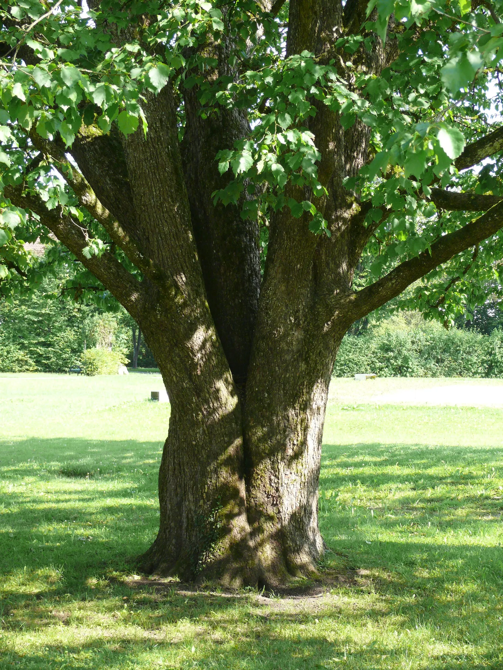 Turkish Filbert (Corylus Colurna) — With its low maintenance requirements and ability to serve both as a specimen tree or within a grouping