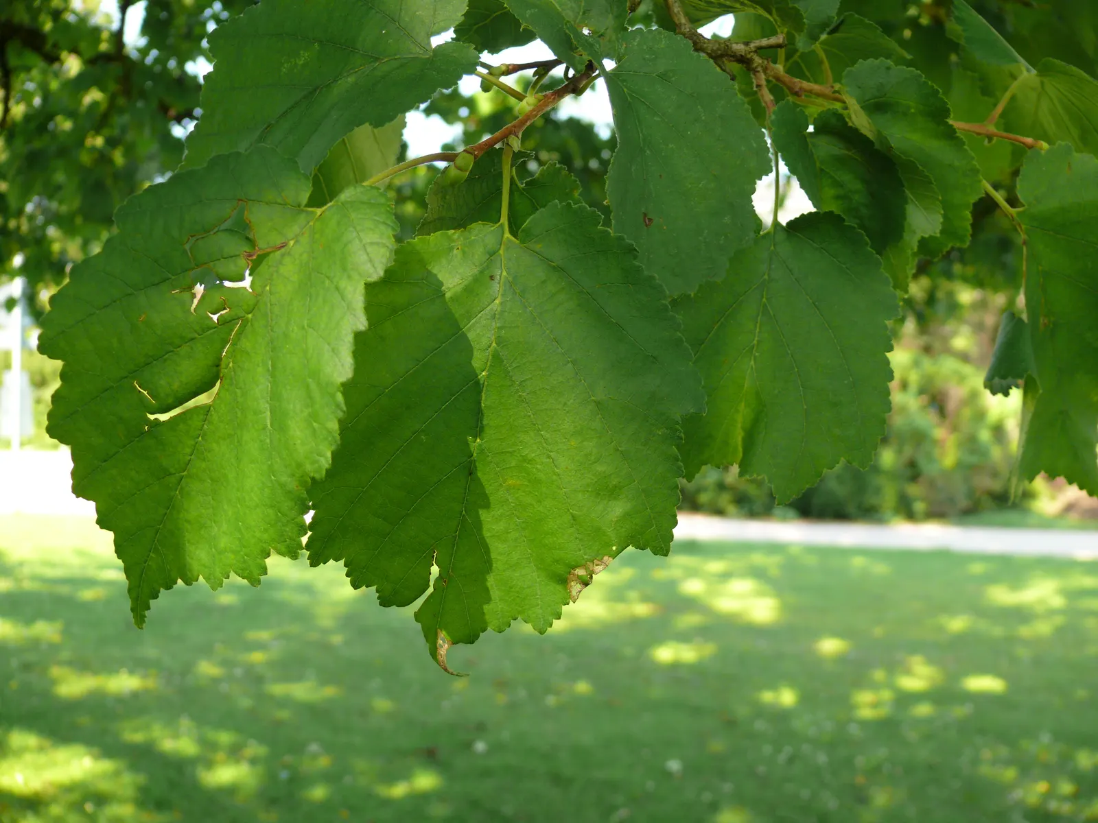 Turkish Filbert (Corylus Colurna) — It produces edible nuts wrapped in a bristly husk, adding autumnal interest; a native of southeastern Europe, image 74