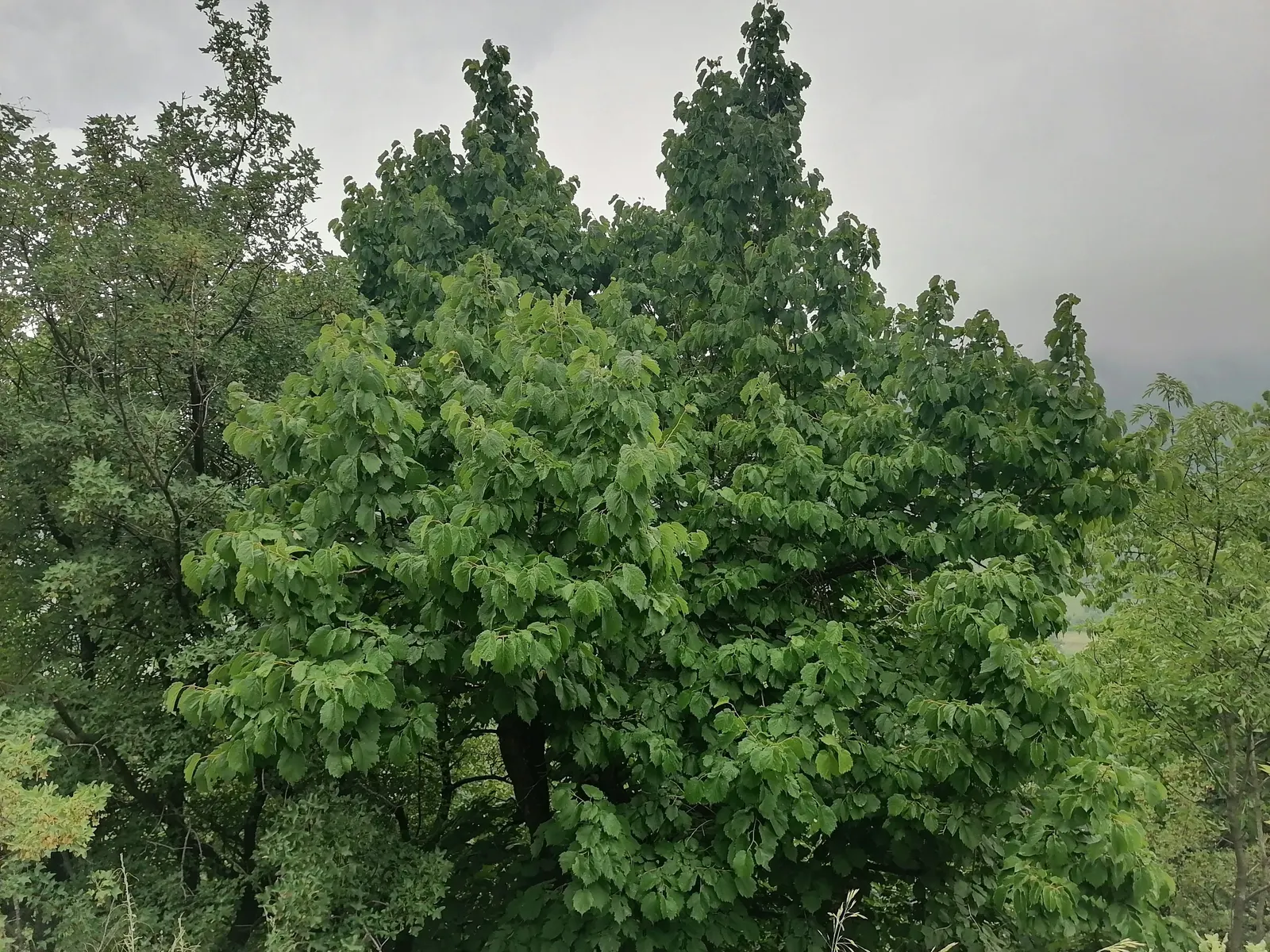 Turkish Filbert (Corylus Colurna) — scientifically known as Corylus colurna; tree for full or half, image 53