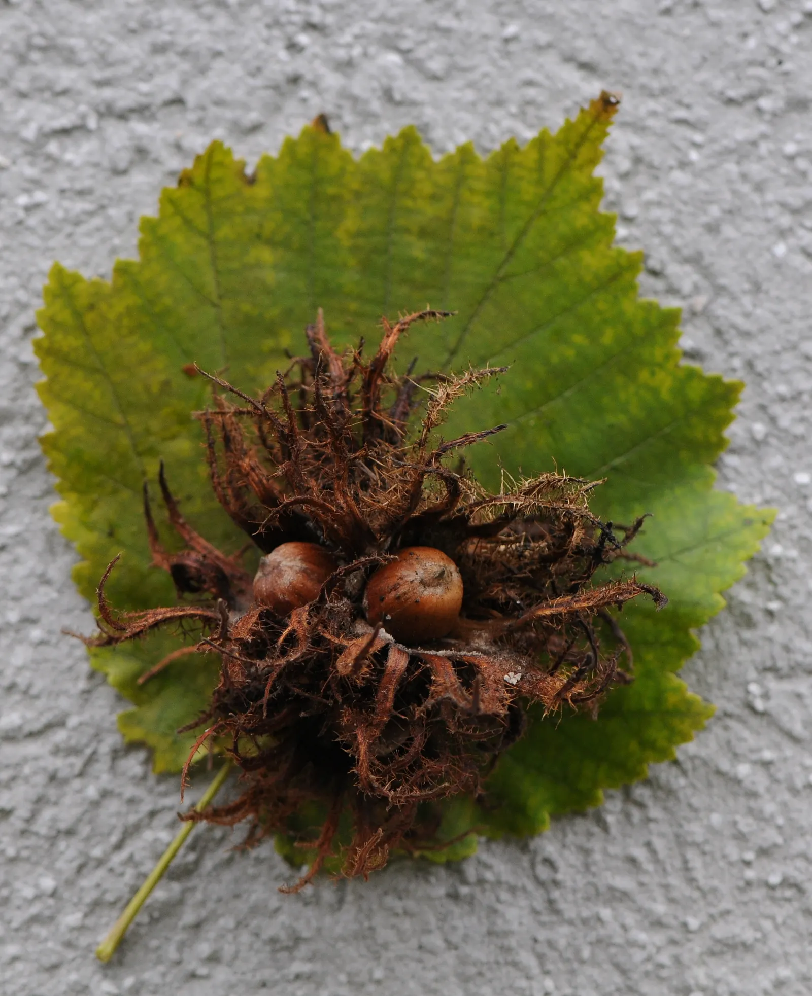 Turkish Filbert (Corylus Colurna) — the Turkish Filbert is an excellent choice for a structured yet naturalistic aesthetic