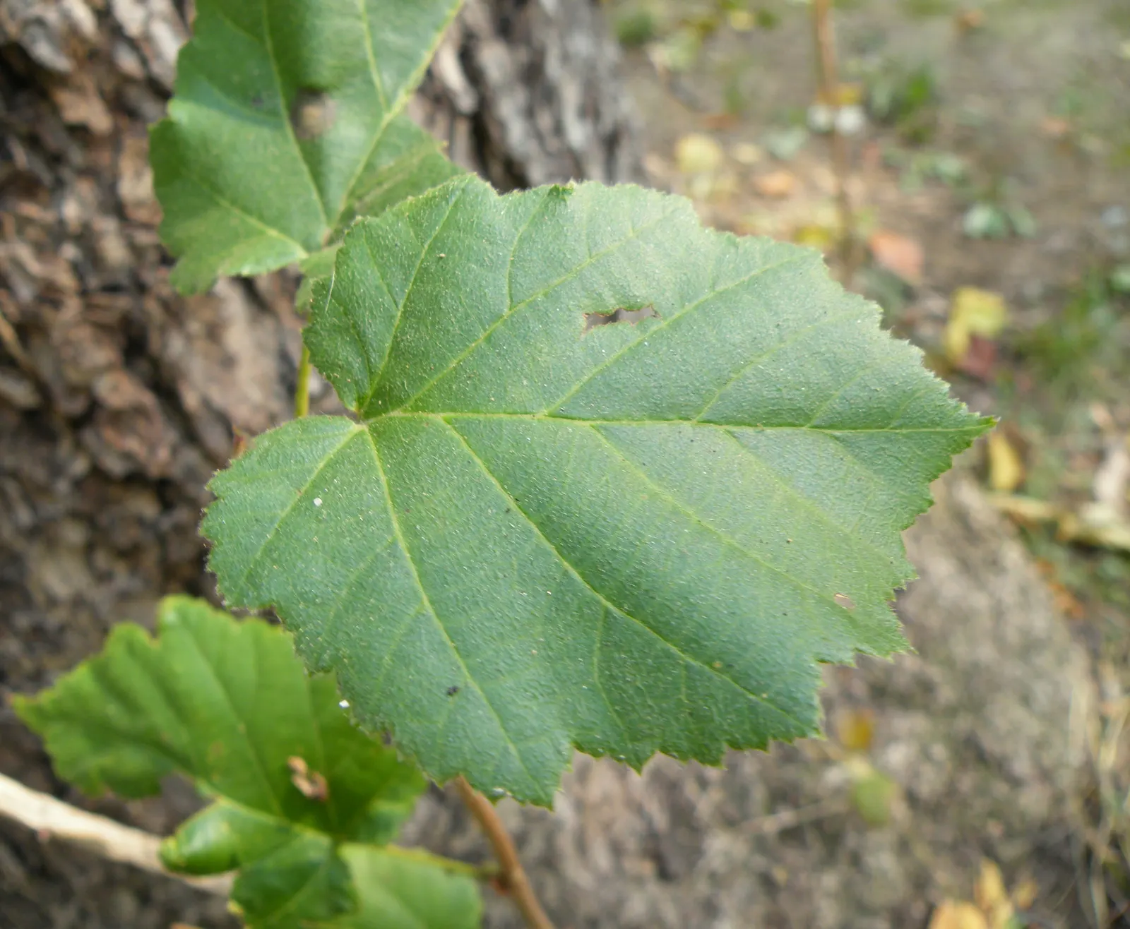 Turkish Filbert (Corylus Colurna) — offering ecological benefits to your garden.<br><br>Hardy in USDA zones 5 through 7; this tree stands tall at, image 61