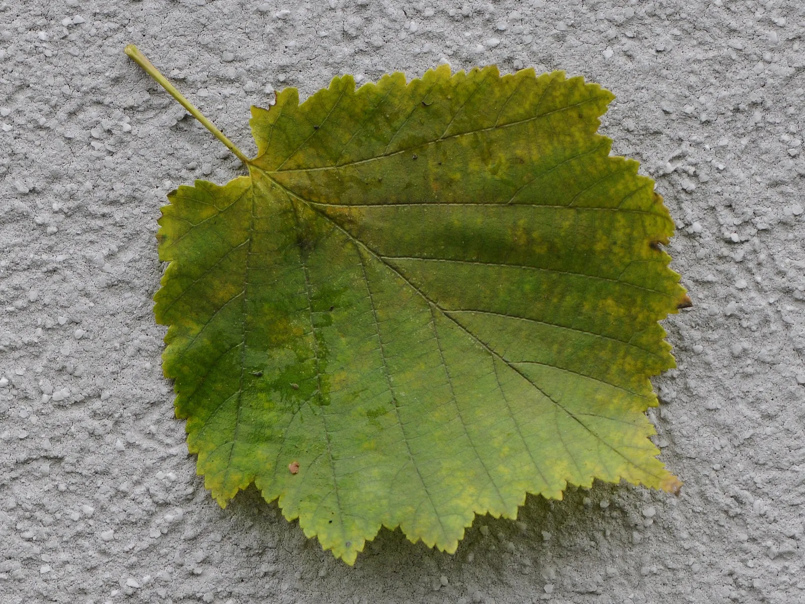 Turkish Filbert (Corylus Colurna) — It produces edible nuts wrapped in a bristly husk, adding autumnal interest; a native of southeastern Europe and western