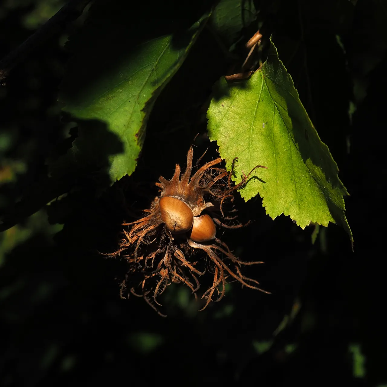 Turkish Filbert (Corylus Colurna) — scientifically known as Corylus colurna; tree for full or half