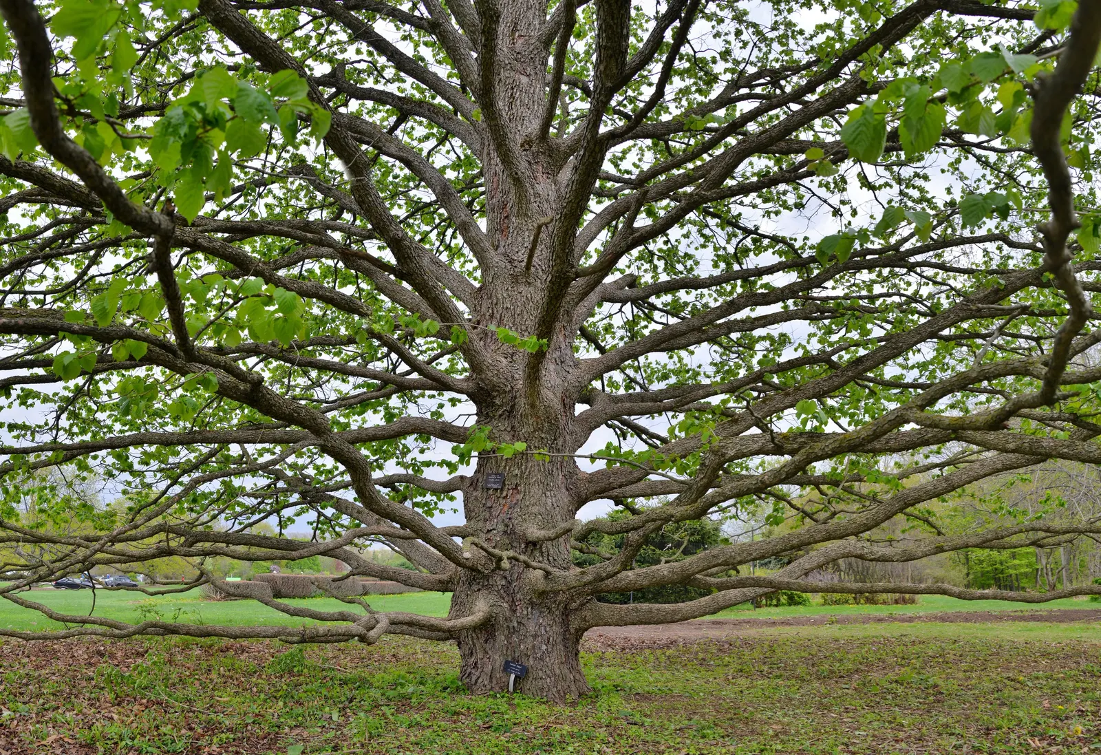 Turkish Filbert (Corylus Colurna) — Ideal for urban settings, it is resilient to pests and diseases; the Turkish Filbert is tolerant of urban, image 52