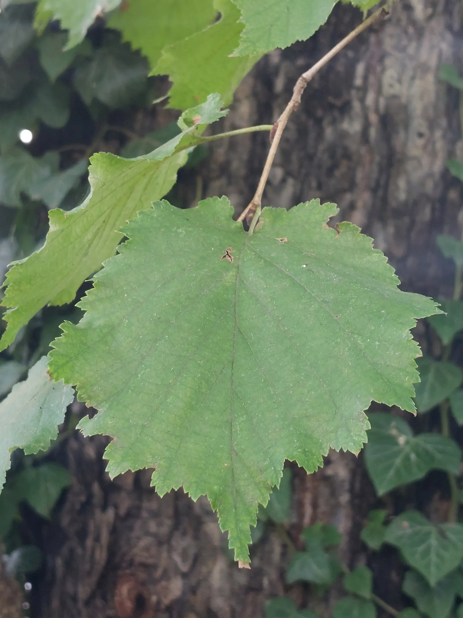 Turkish Filbert (Corylus Colurna) — Its bark is equally attractive, image 35