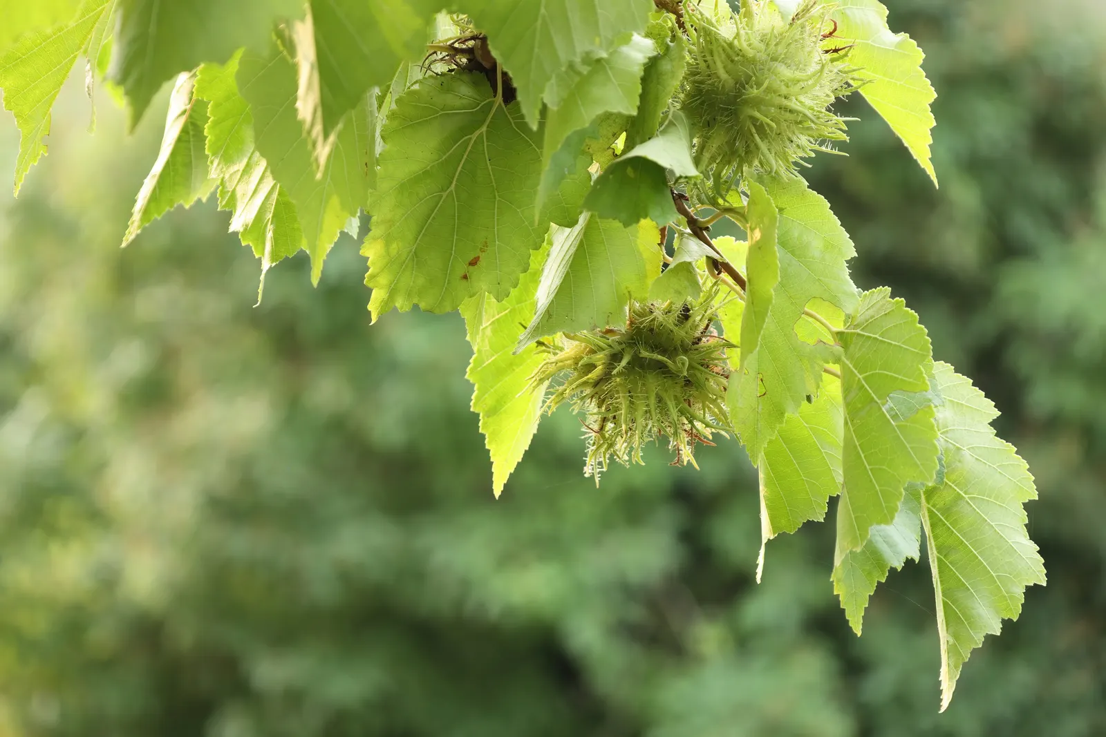 Turkish Filbert (Corylus Colurna) — offering ecological benefits to your garden.<br><br>Hardy in USDA zones 5 through 7; this tree stands tall at heights