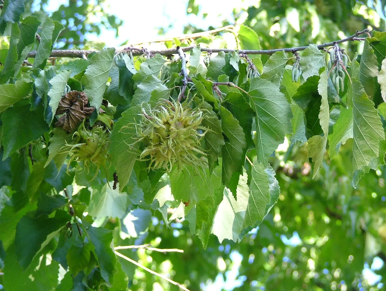 Turkish Filbert (Corylus Colurna) — A native of southeastern Europe and western Asia