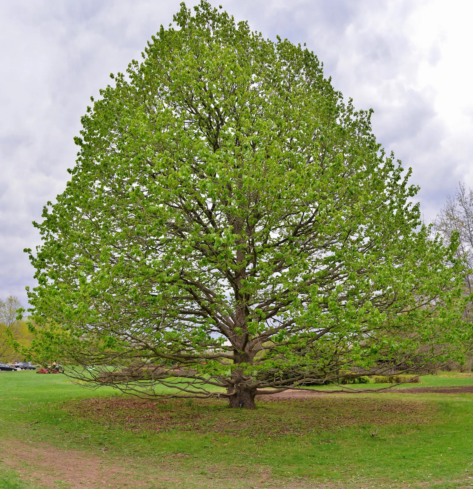 Turkish Filbert (Corylus Colurna) — this tree stands tall at heights ranging from 50 to 70 feet with a spread of 30 to 40 feet; yellow flowers in the garden