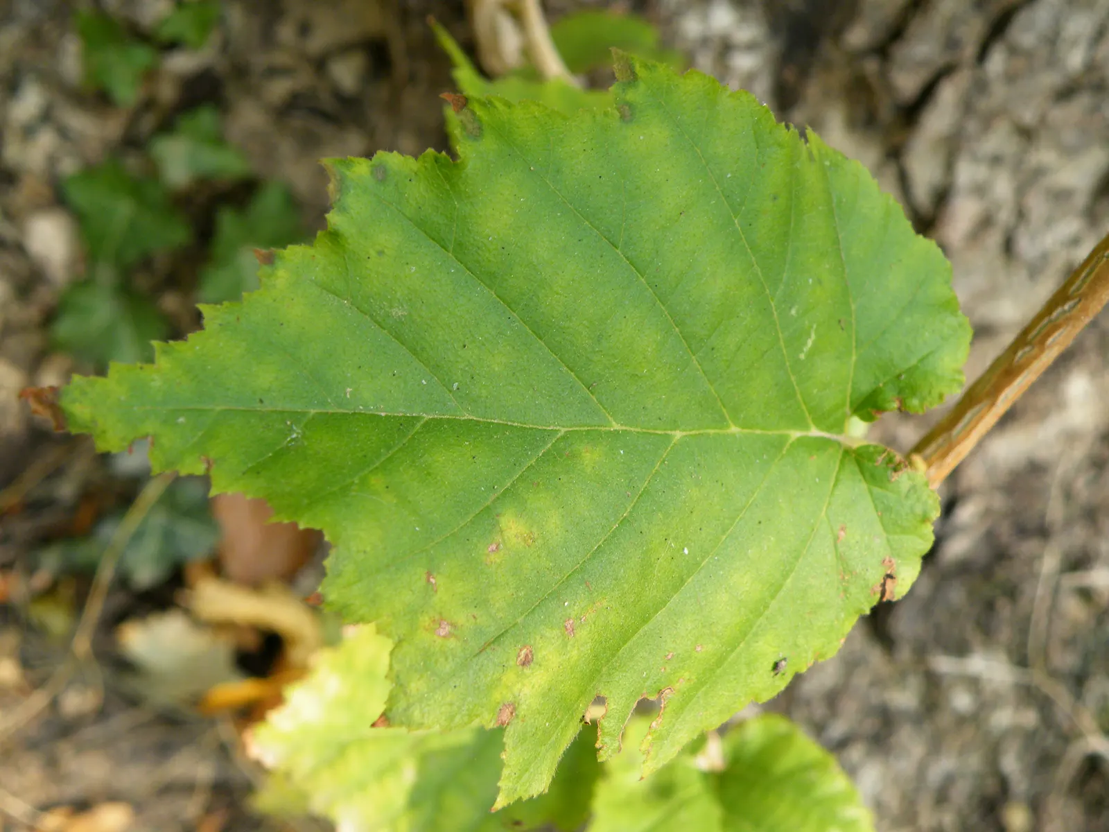 Turkish Filbert (Corylus Colurna) — It produces edible nuts wrapped in a bristly husk, adding autumnal interest; a native of southeastern Europe, image 51