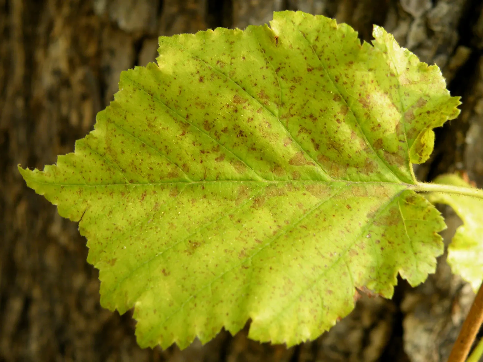 Turkish Filbert (Corylus Colurna) — It requires full sun to partial shade exposure, allowing for flexible placement within the landscape design; is, image 64