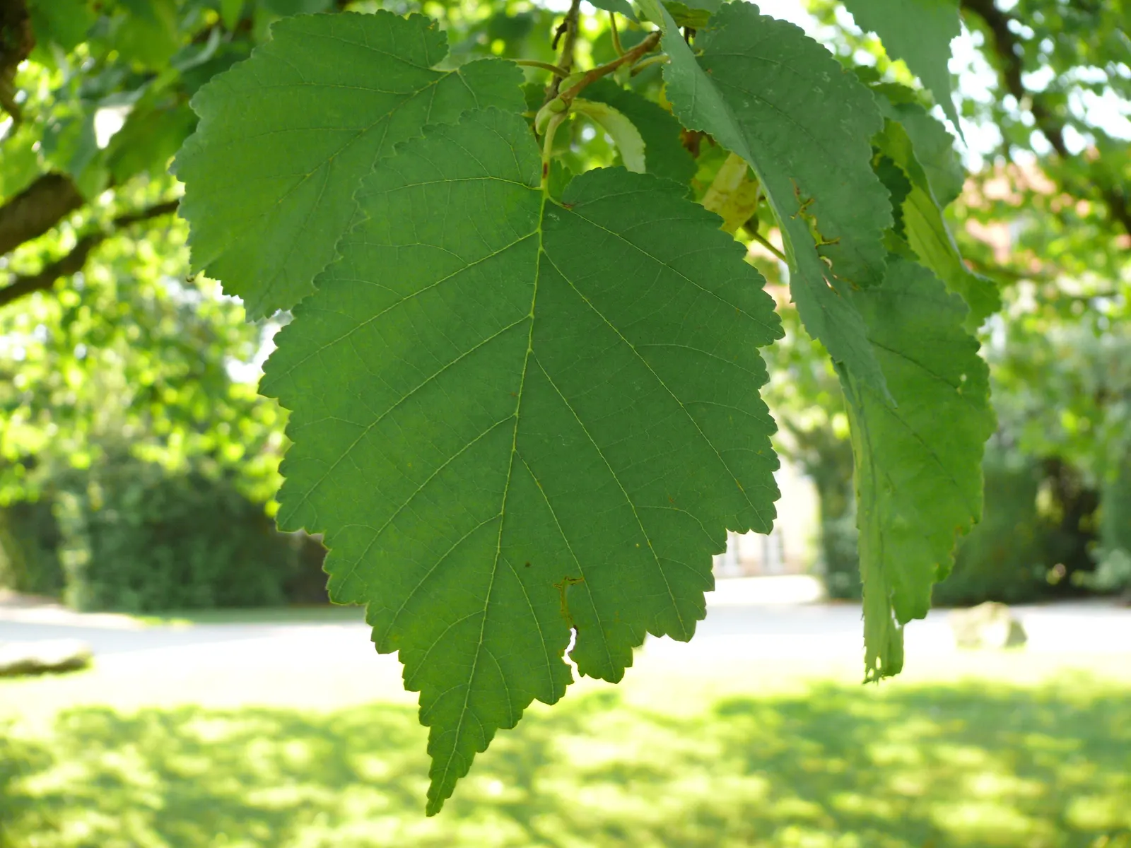 Turkish Filbert (Corylus Colurna) — A native of southeastern Europe and western Asia; these nuts attract a variety of wildlife
