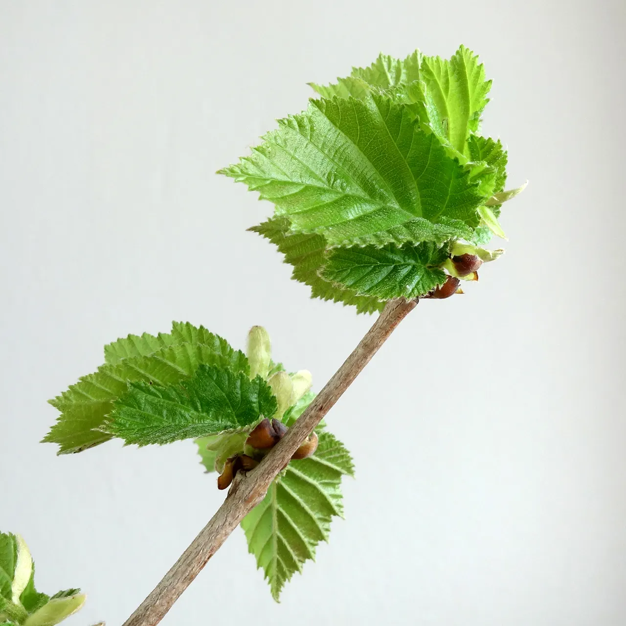 Turkish Filbert (Corylus Colurna) — yellow flowers in the garden