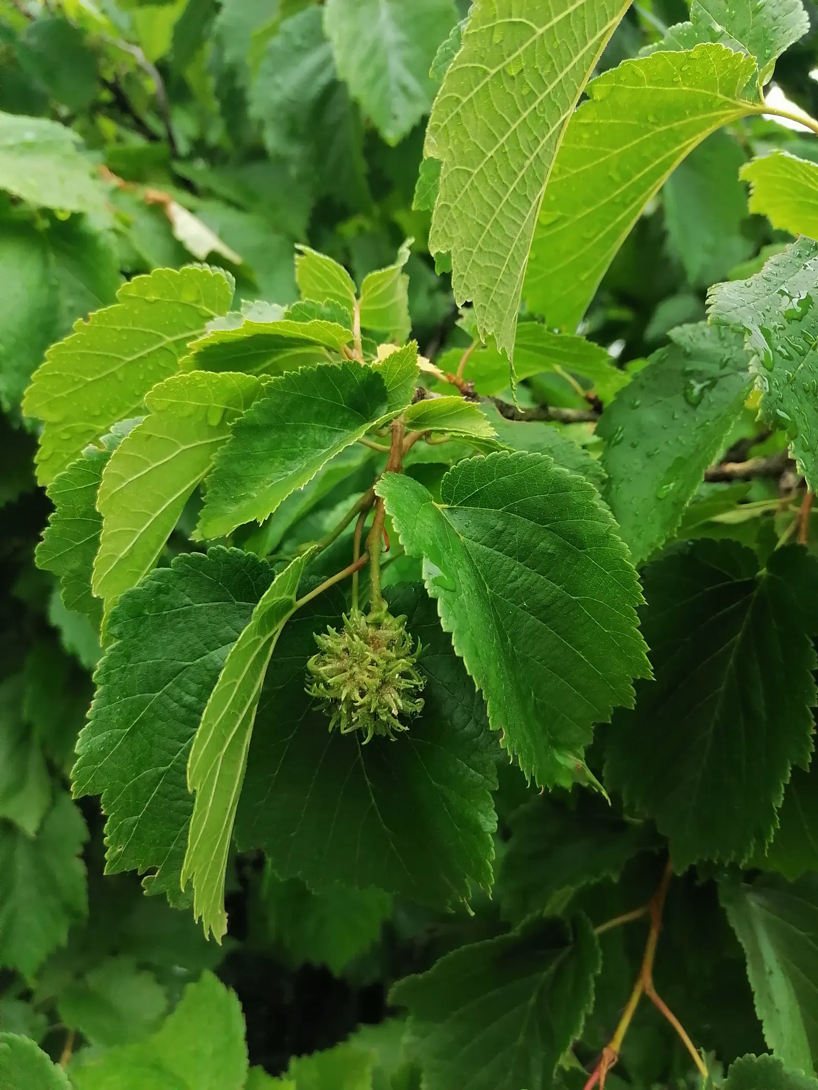 Turkish Filbert (Corylus Colurna) — It reaches up to 50-70 feet tall with a 20-30 feet spread; it requires full sun to partial shade exposure, image 49