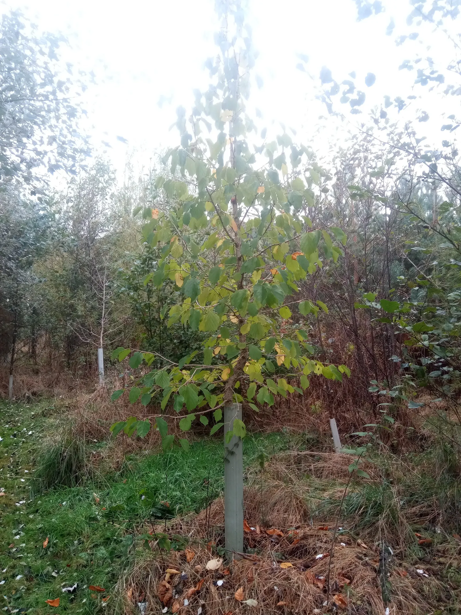 Turkish Filbert (Corylus Colurna) — this tree stands tall at heights ranging from 50 to 70 feet with a spread of 30 to 40 feet