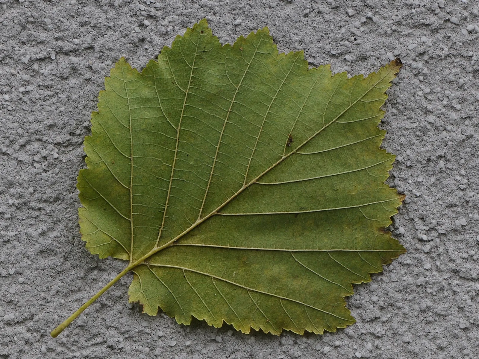 Turkish Filbert (Corylus Colurna) — offering ecological benefits to your garden.<br><br>Hardy in USDA zones 5 through 7