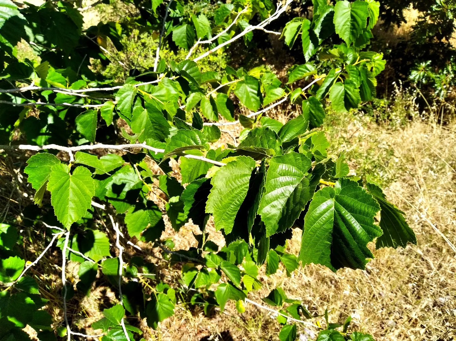 Turkish Filbert (Corylus Colurna) — With its low maintenance requirements and ability to serve both as a specimen tree or within a grouping, image 65