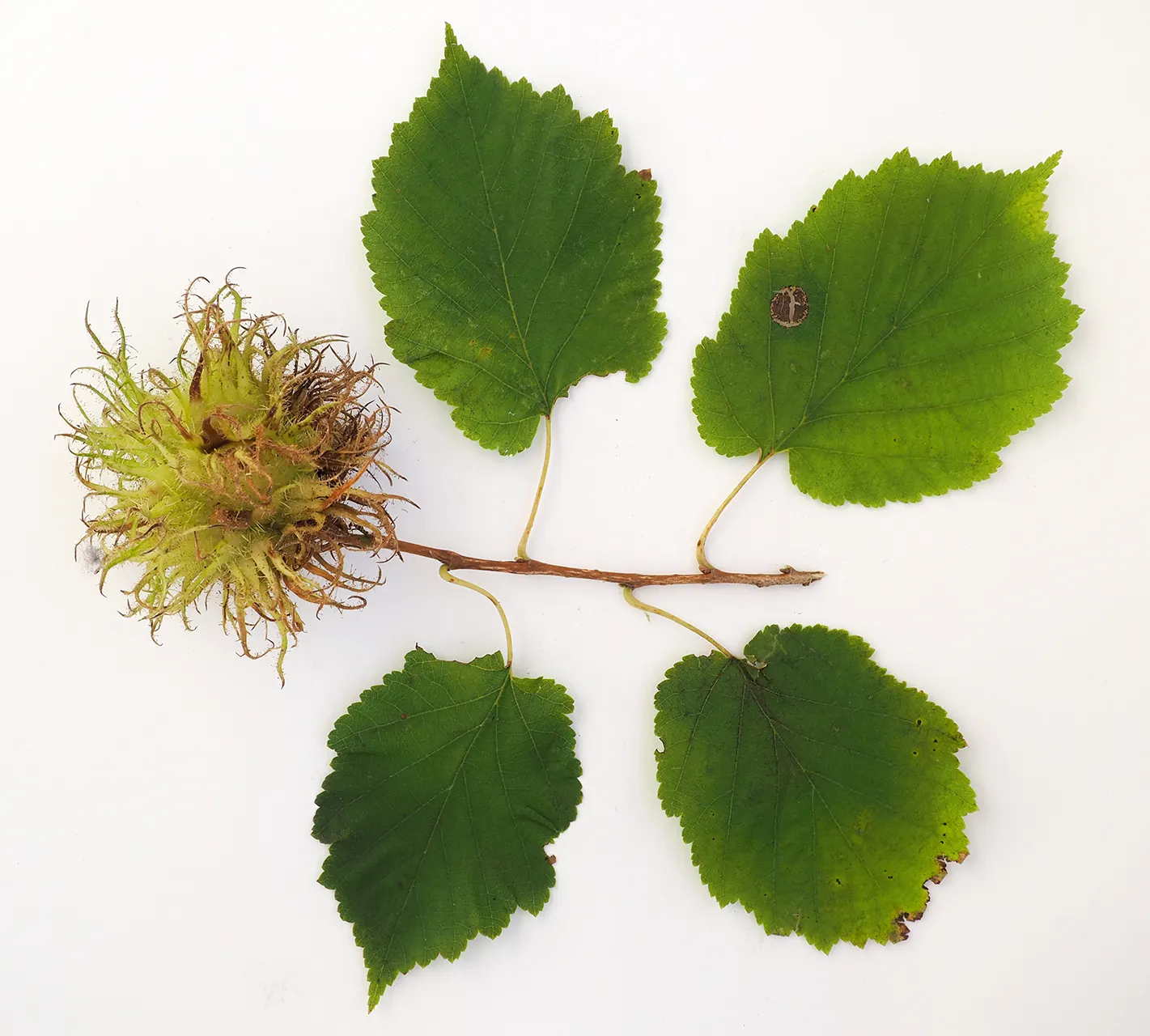 Turkish Filbert (Corylus Colurna) — pyramidal form and dense foliage; inviting yellow in the fall - adding seasonal interest to any landscape, image 71