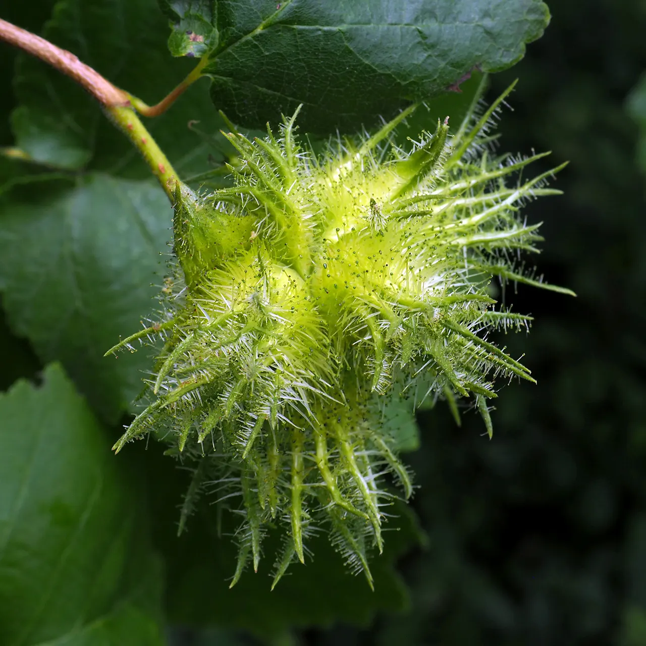 Turkish Filbert (Corylus Colurna) — inviting yellow in the fall - adding seasonal interest to any landscape; it produces edible nuts wrapped in a bristly husk