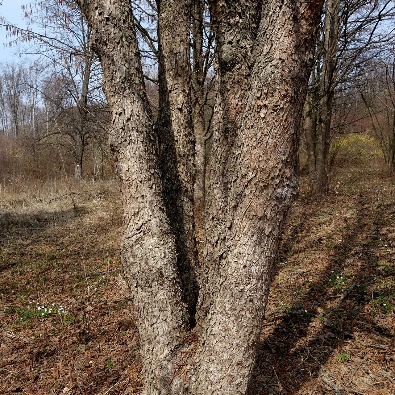Turkish Filbert (Corylus Colurna) — This hardy tree boasts ornamental, corky bark and large, 3-6 inches long, toothed leaves; pyramidal form and, image 73