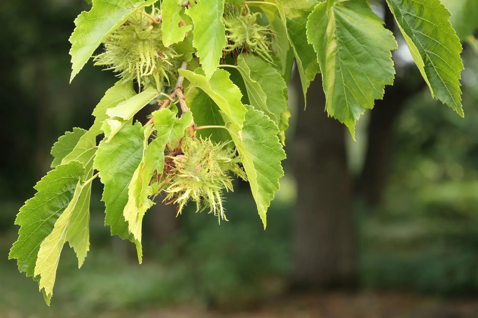 Turkish Filbert (Corylus Colurna) — Its bark is equally attractive, image 58