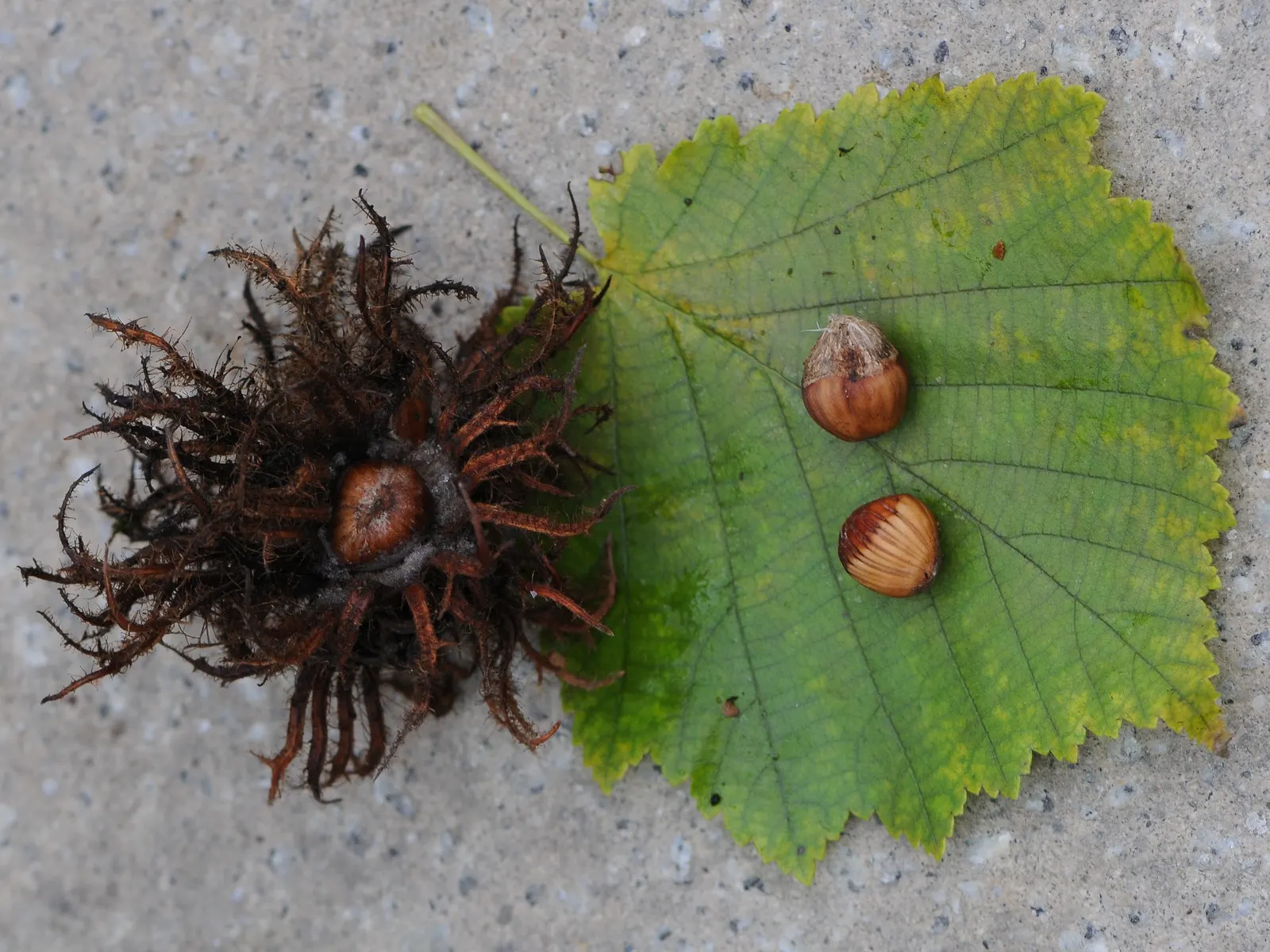 Turkish Filbert (Corylus Colurna) — Ideal for urban settings, it is resilient to pests and diseases; the Turkish Filbert is tolerant of urban, image 75