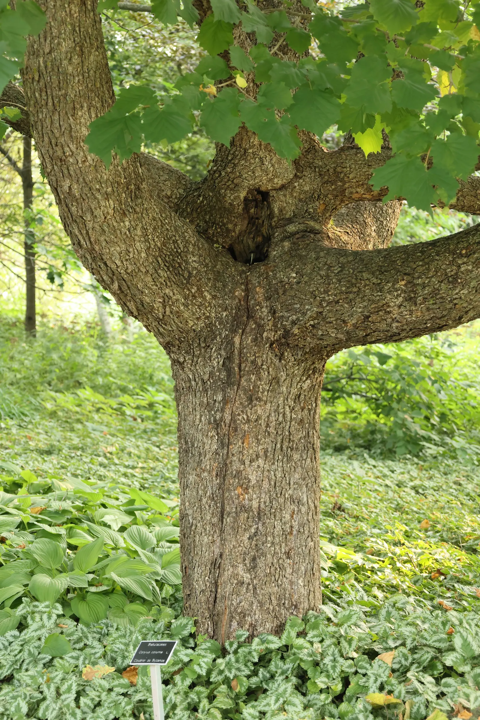 Turkish Filbert (Corylus Colurna) — tree with yellow blooms; though they are smaller and harder to extract than those of the common hazelnut