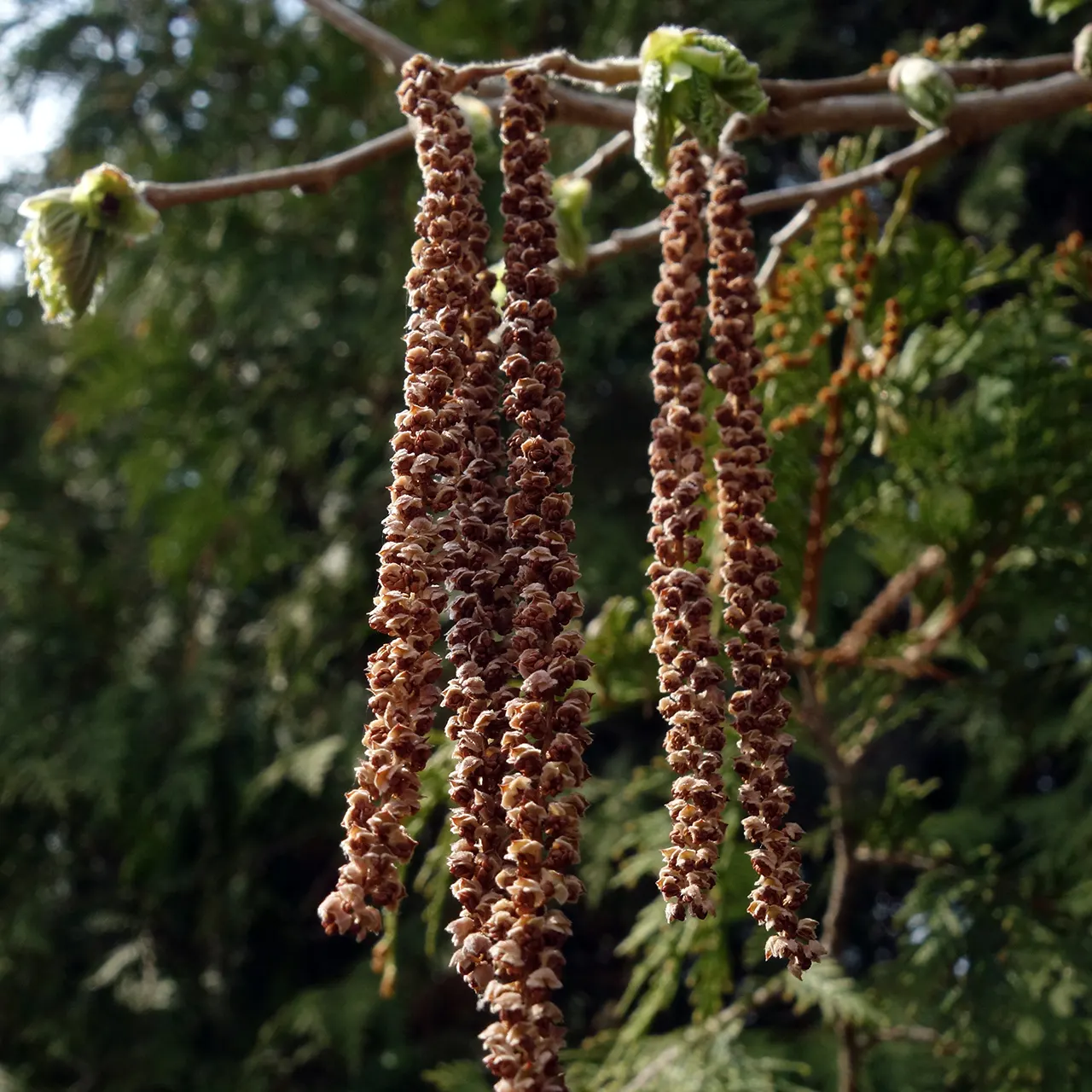 Turkish Filbert (Corylus Colurna) — tree for full or half