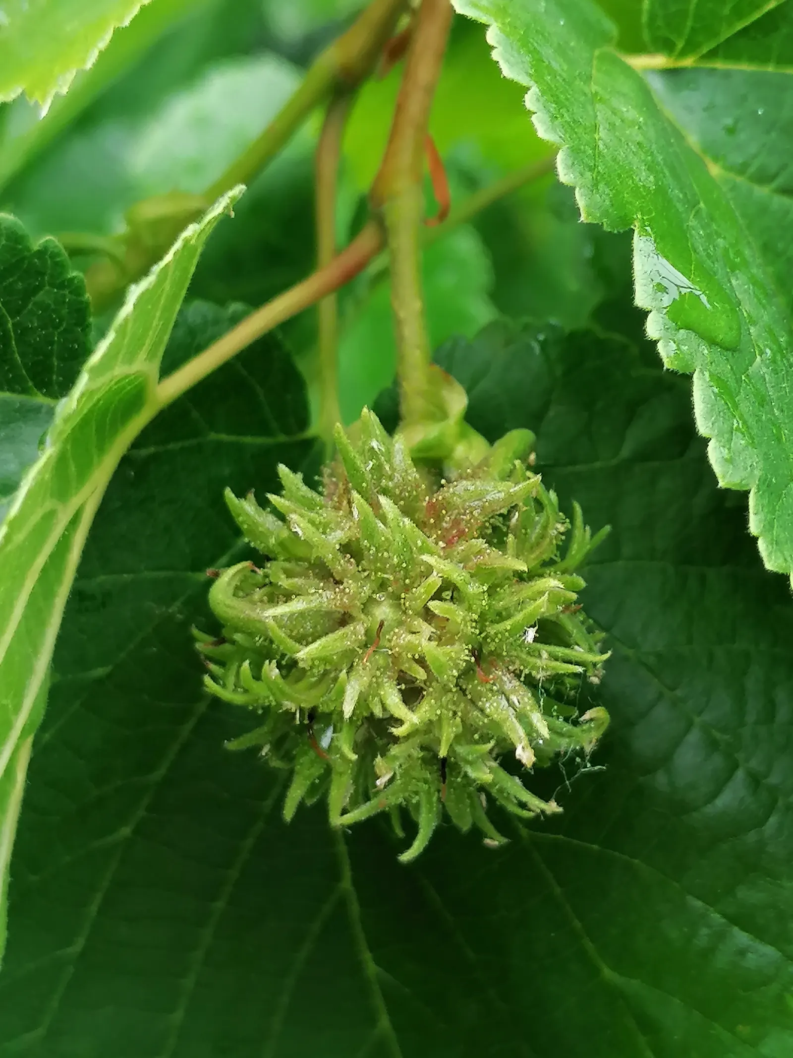 Turkish Filbert (Corylus Colurna) — With its low maintenance requirements and ability to serve both as a specimen tree or within a grouping; offering