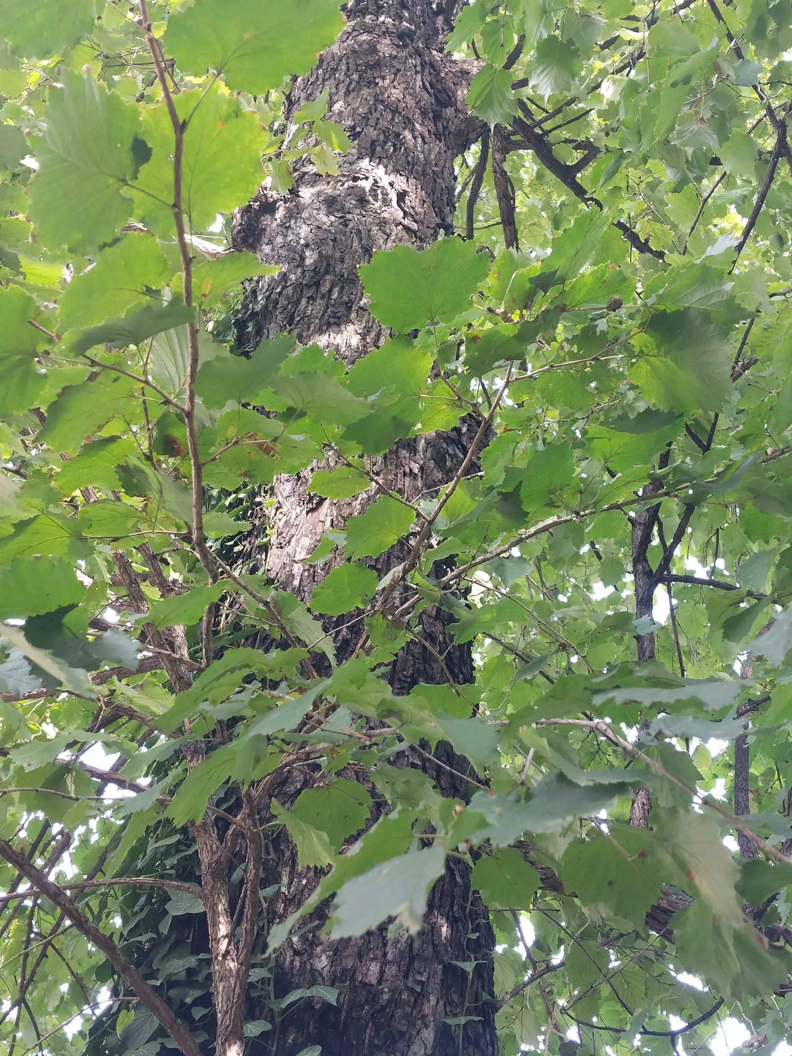 Turkish Filbert (Corylus Colurna) — Ideal for urban settings, it is resilient to pests and diseases