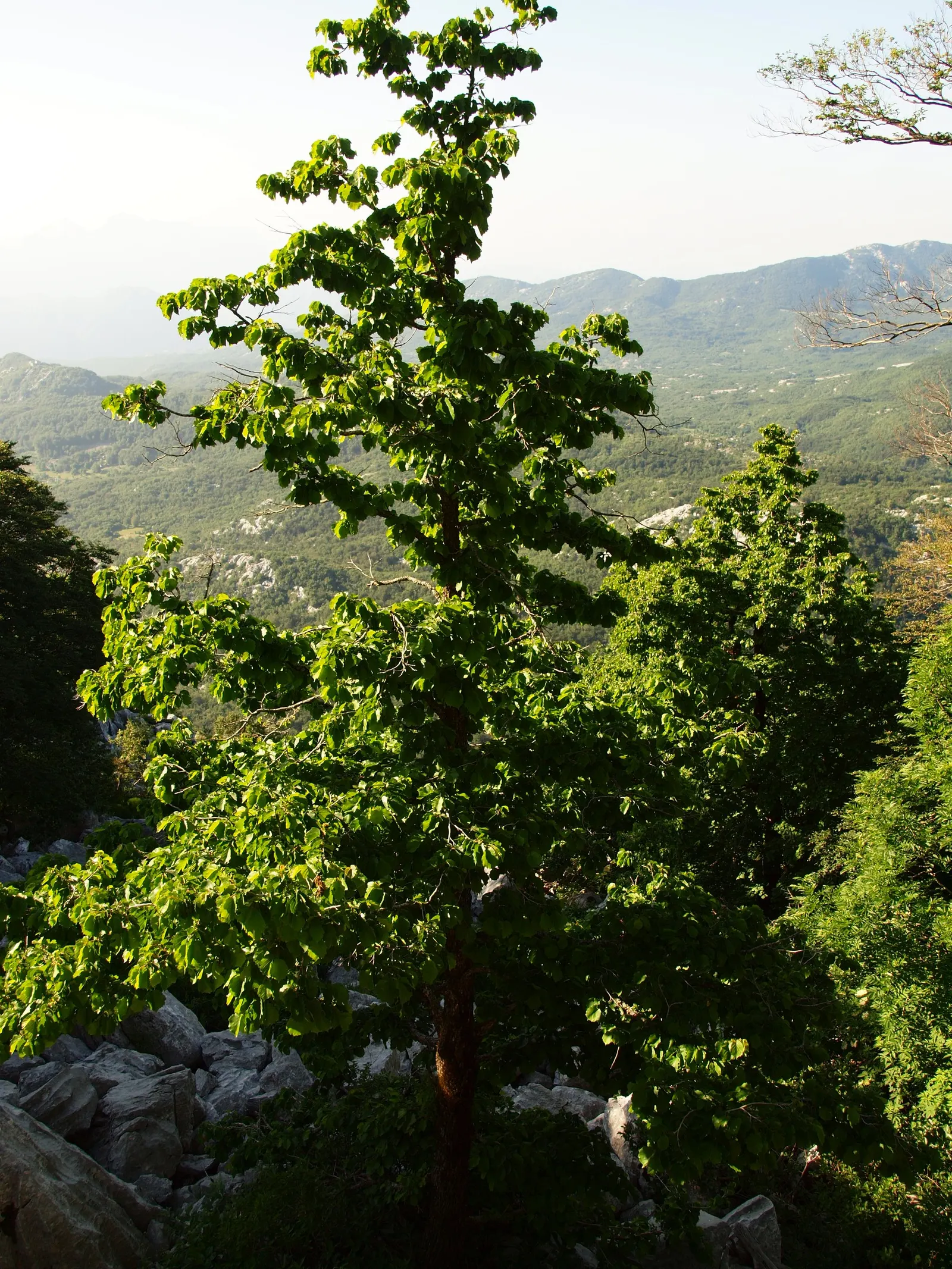 Turkish Filbert (Corylus Colurna) — It reaches up to 50-70 feet tall with a 20-30 feet spread; it requires full sun to partial shade exposure, allowing for