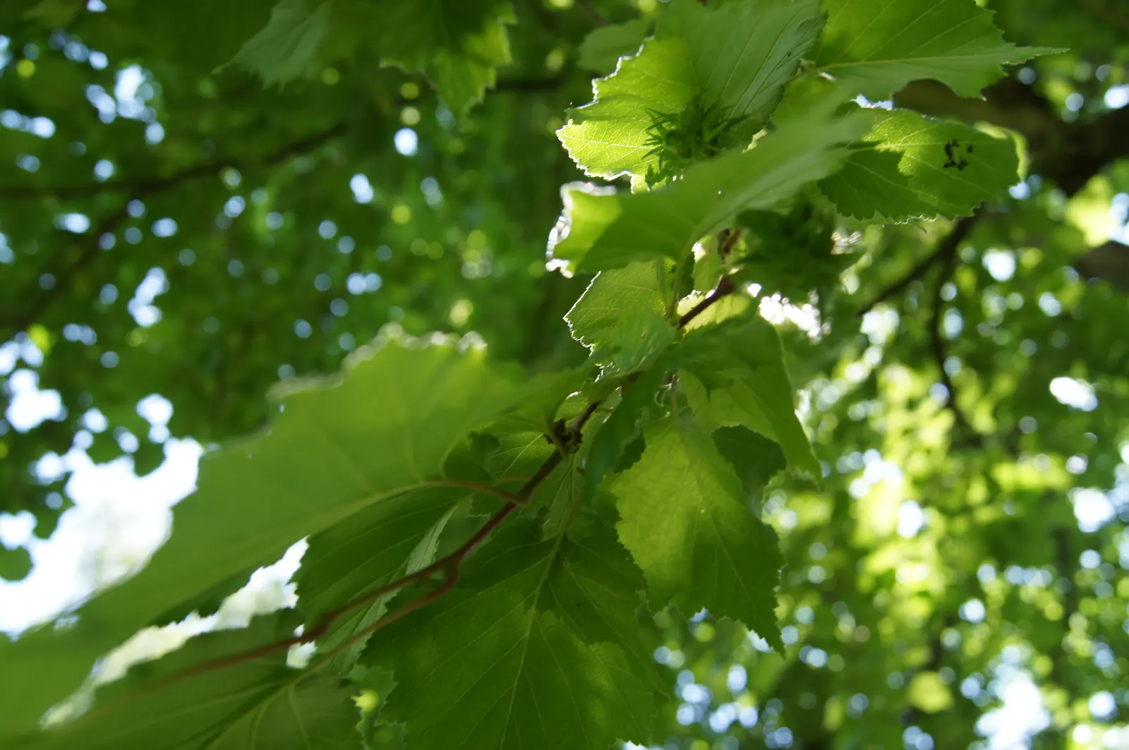 Turkish Filbert (Corylus Colurna) — the Turkish Filbert is tolerant of urban pollution and a variety of soil types; though it prefers well-drained, image 62