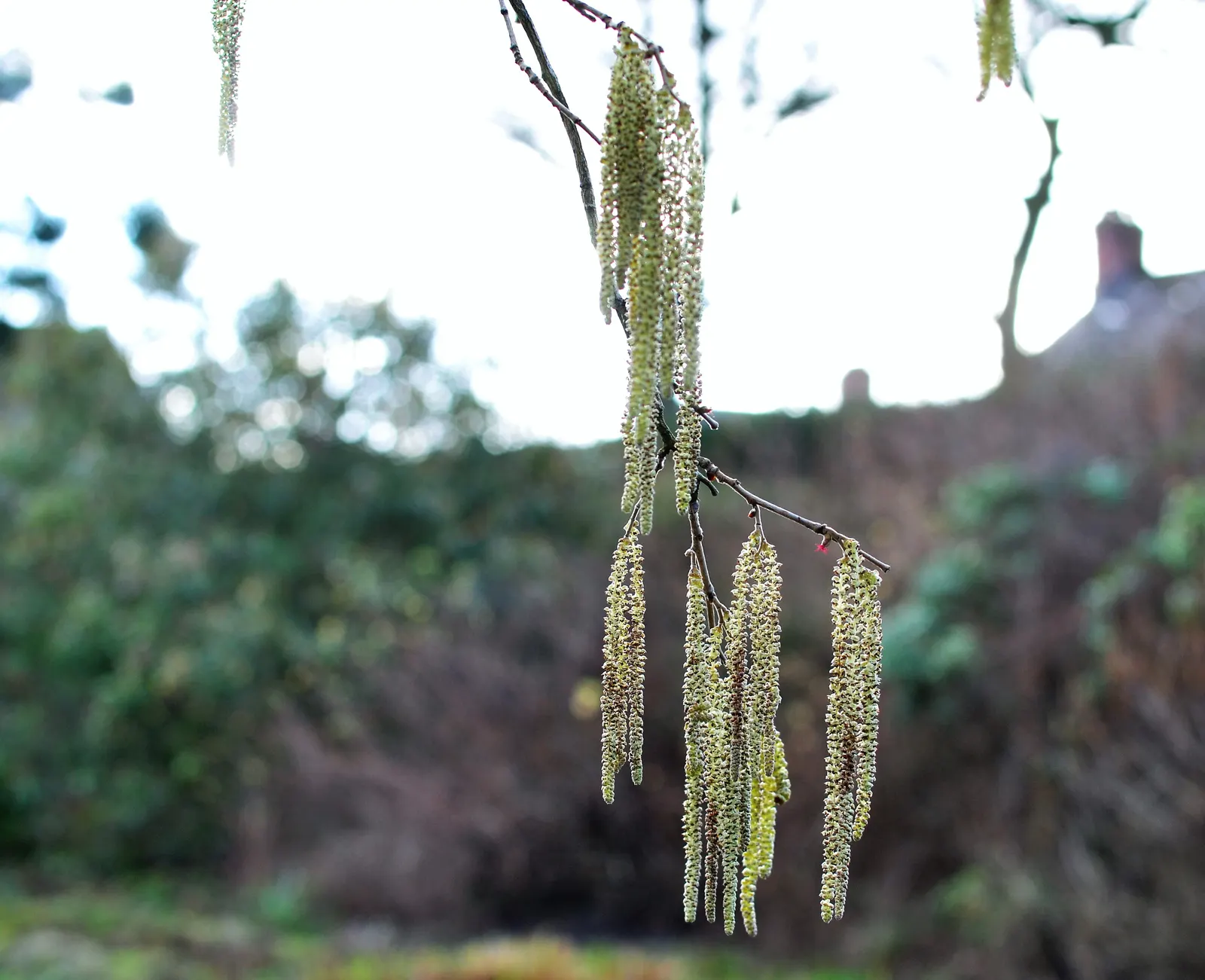 Turkish Filbert (Corylus Colurna) — yellow flowers in the garden; ideal for urban settings, it is resilient to pests and diseases, image 67