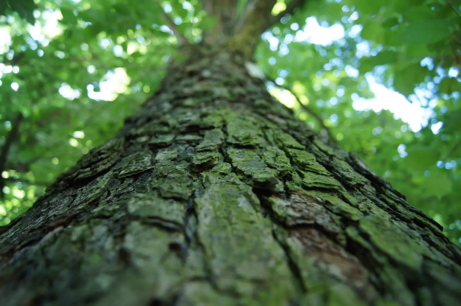 Turkish Filbert (Corylus Colurna) — is a stately deciduous tree renowned for its formal appearance and resilience; scientifically known as Corylus, image 54