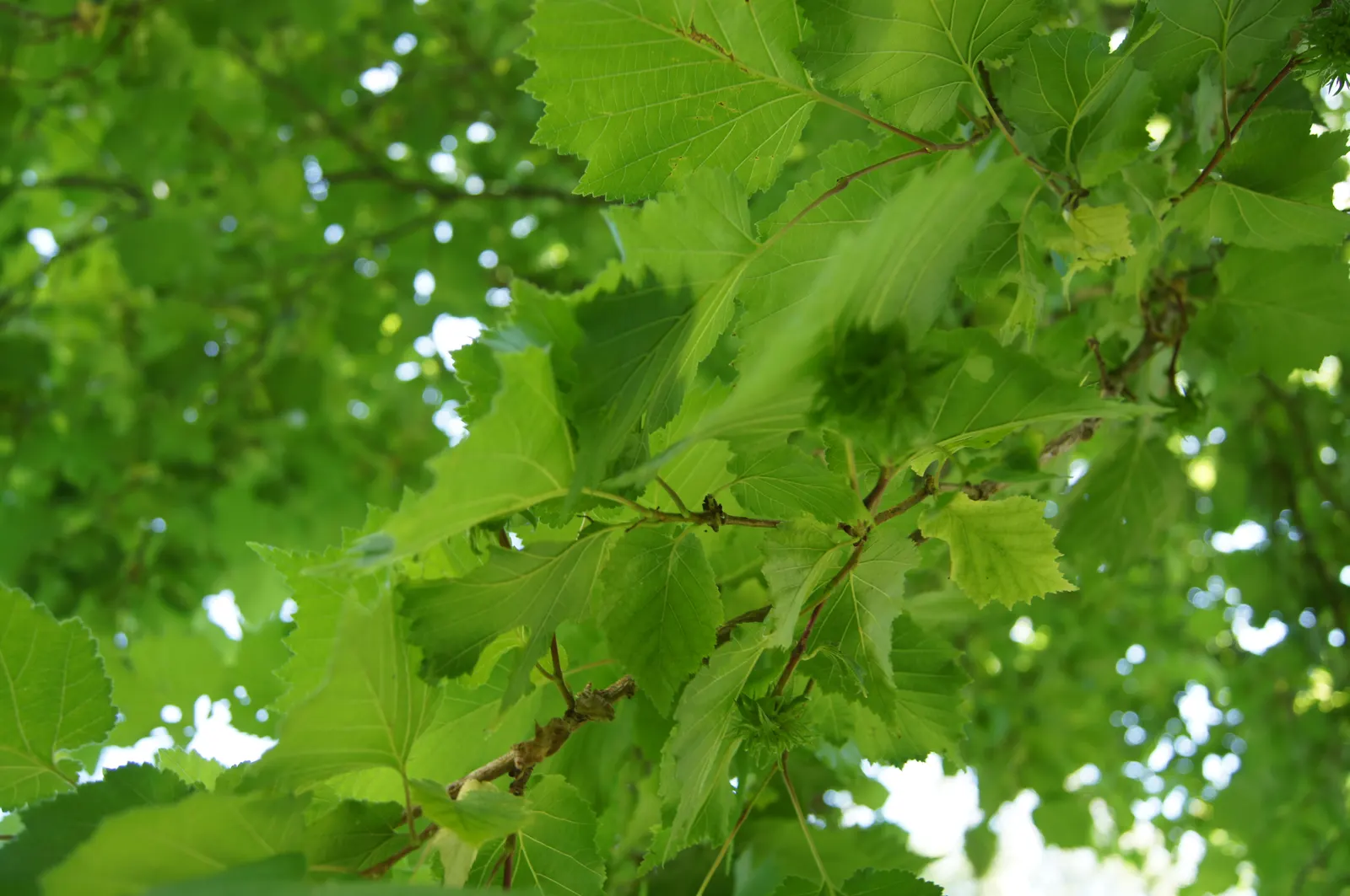 Turkish Filbert (Corylus Colurna) — is a deciduous tree renowned for its stately