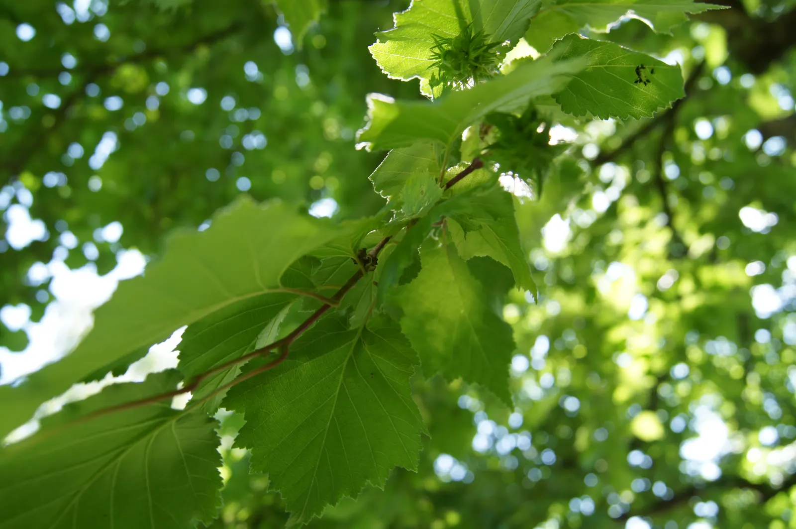 Turkish Filbert (Corylus Colurna) — is a deciduous tree renowned for its stately; this hardy tree boasts ornamental, corky bark and large, 3-6 inches long