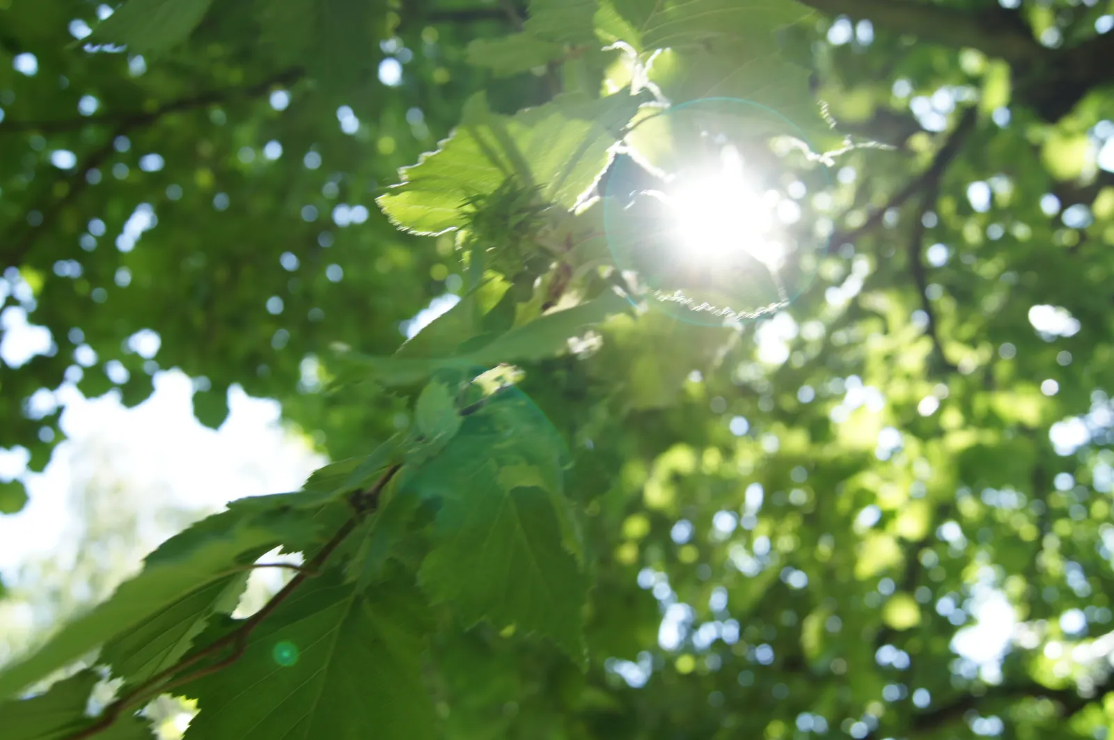 Turkish Filbert (Corylus Colurna) — These nuts attract a variety of wildlife