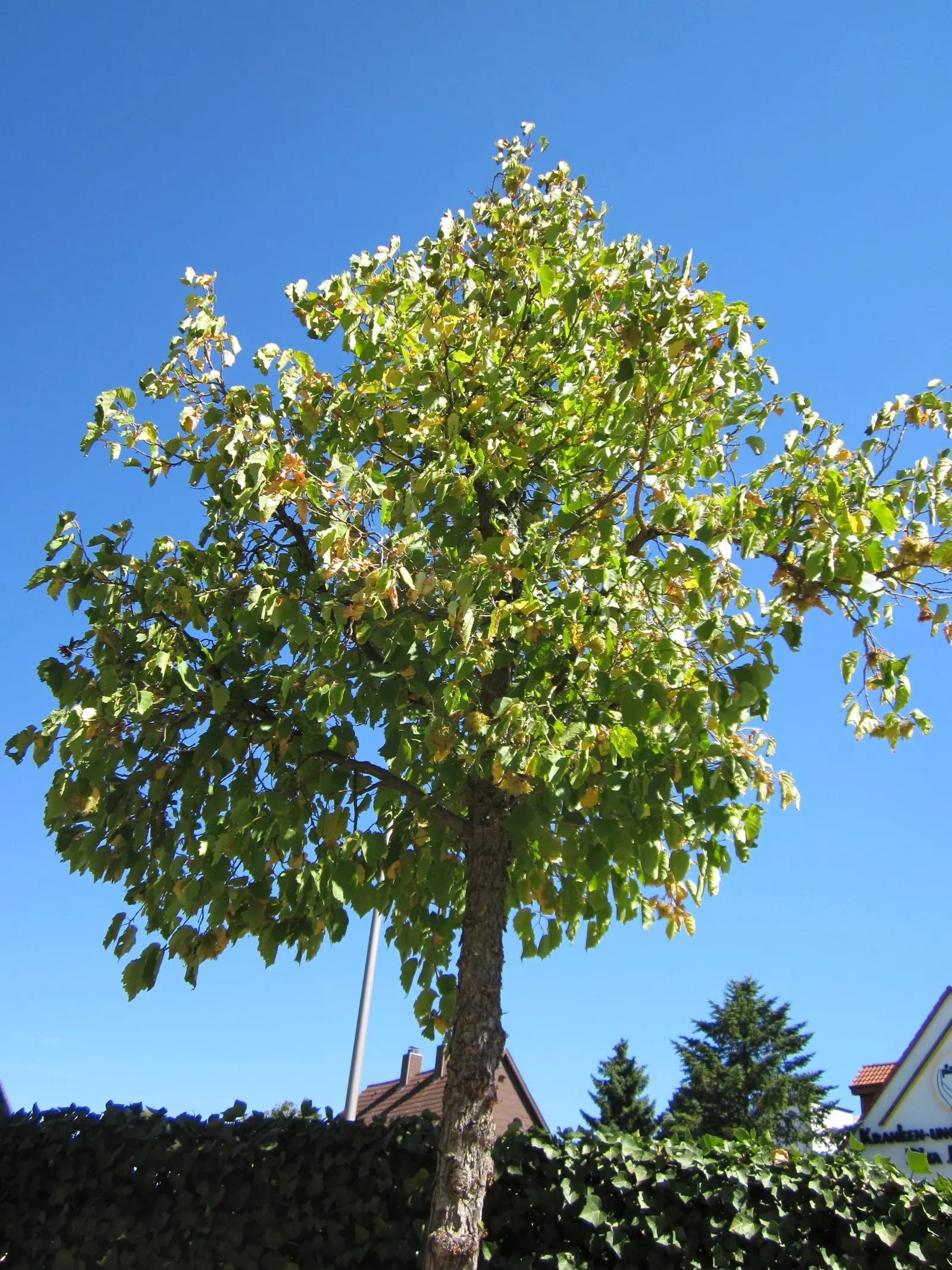 Turkish Filbert (Corylus Colurna) — tree with yellow blooms; though they are smaller and harder to extract than those of the common hazelnut, image 68