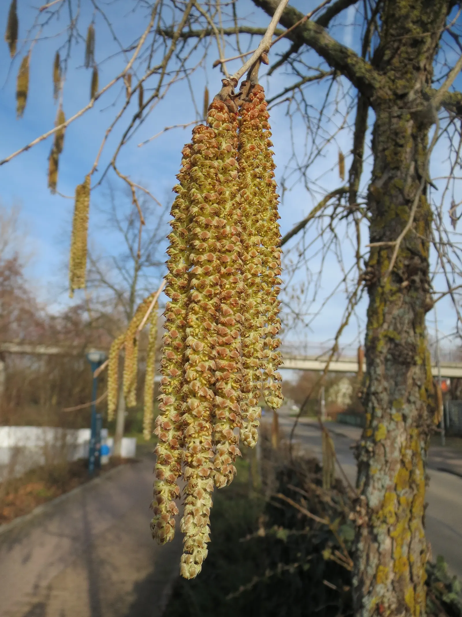 Turkish Filbert (Corylus Colurna) — Ideal for urban settings, it is resilient to pests and diseases; the Turkish Filbert is tolerant of urban pollution and a
