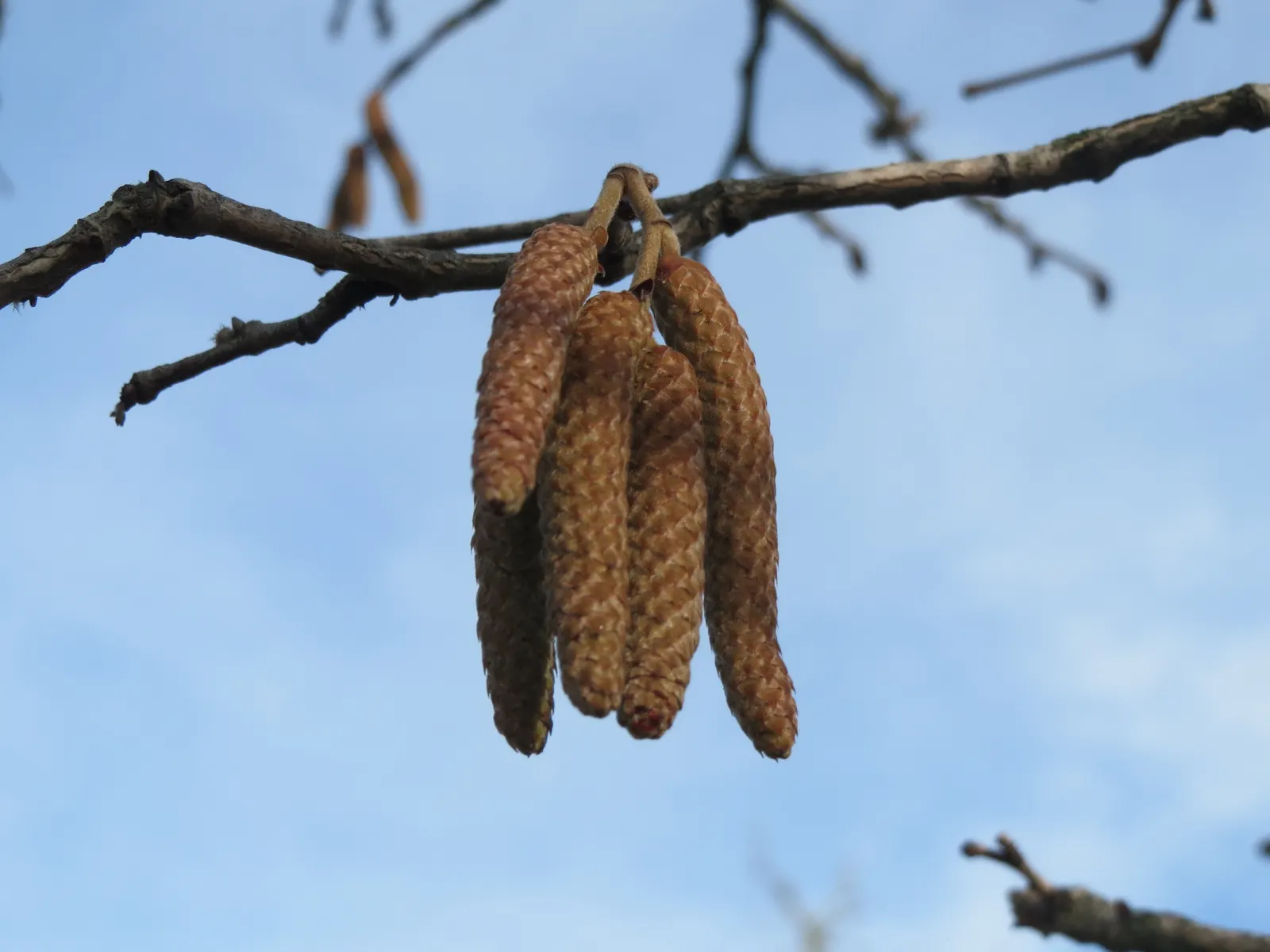 Turkish Filbert (Corylus Colurna) — the Turkish Filbert is an excellent choice for a structured yet naturalistic aesthetic; tree with yellow blooms