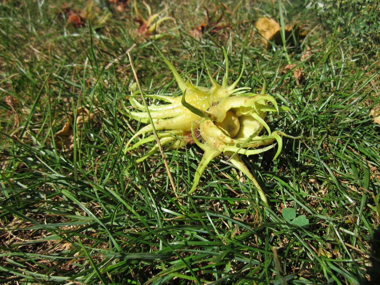 Turkish Filbert (Corylus Colurna) — scientifically known as Corylus colurna; tree for full or half, image 76