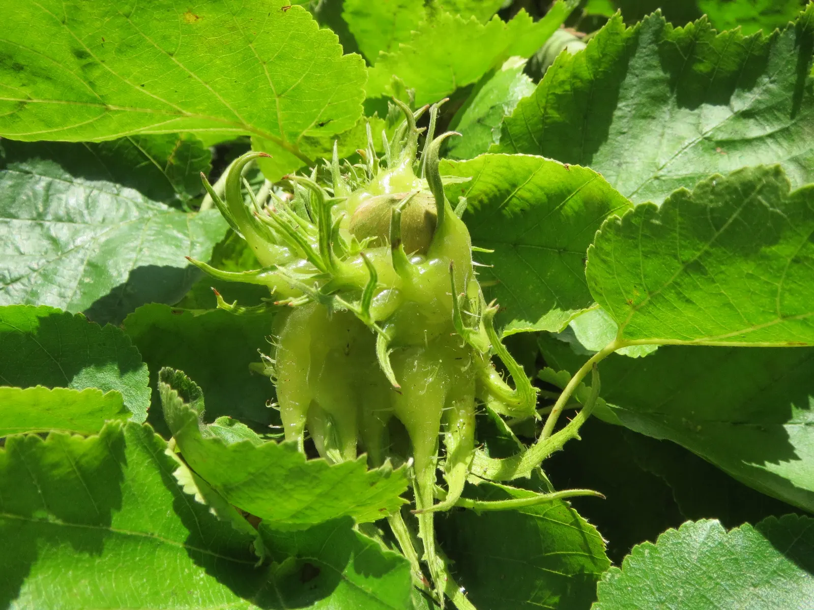 Turkish Filbert (Corylus Colurna) — tree for full or half; the Turkish Filbert is an excellent choice for a structured yet naturalistic aesthetic