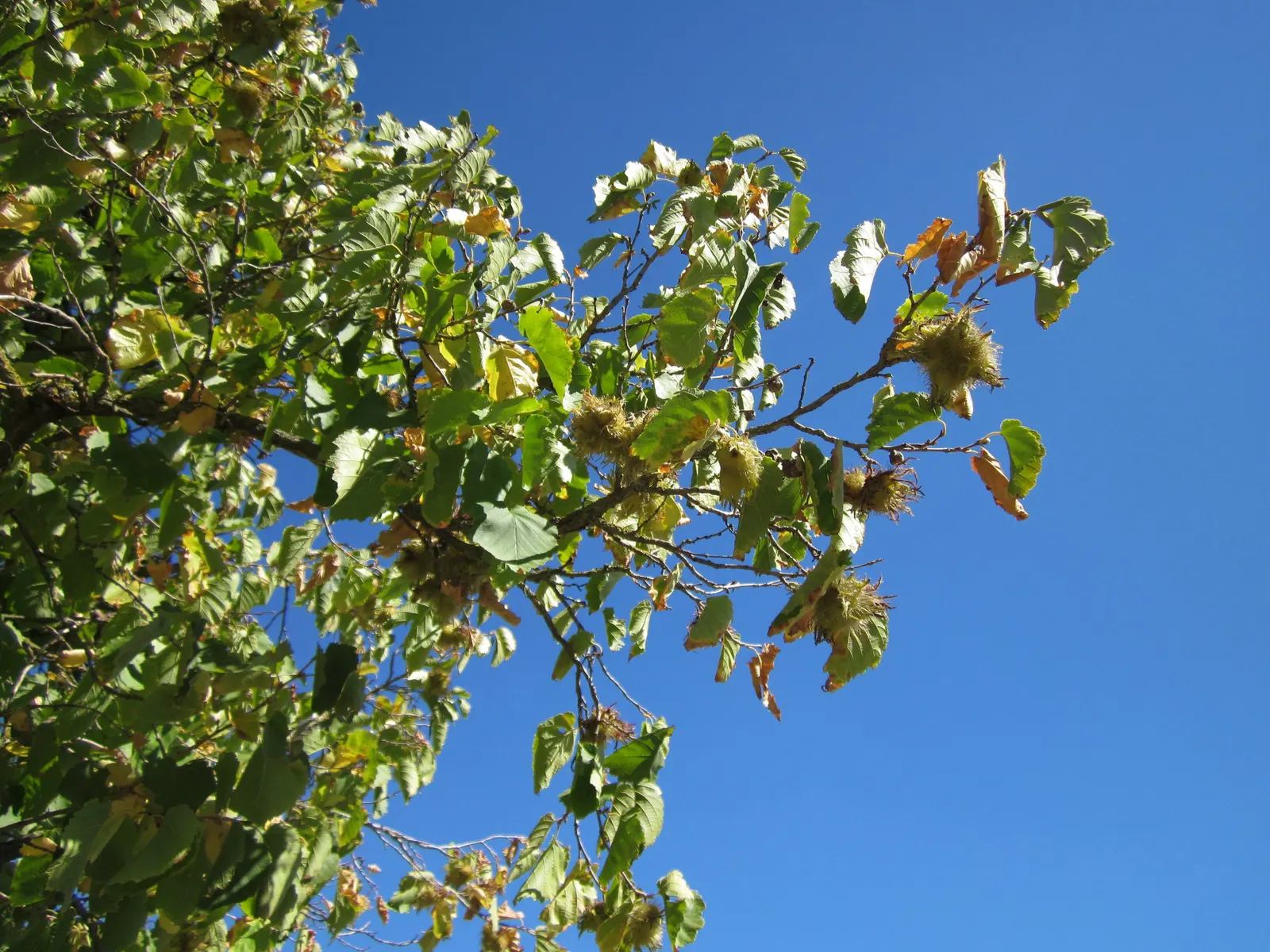 Turkish Filbert (Corylus Colurna) — is a stately deciduous tree renowned for its formal appearance and resilience; scientifically known as Corylus colurna